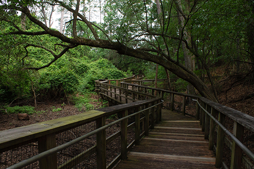 LCU art professor a winner in state parks calendar competition